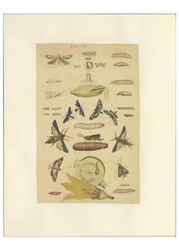 Reproducción/Reproduction 46690543914: Lepidoptera : manuscript. [between 1873-1883?]. 