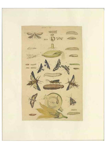 Reproducción/Reproduction 46690543914: Lepidoptera : manuscript. [between 1873-1883?]. 