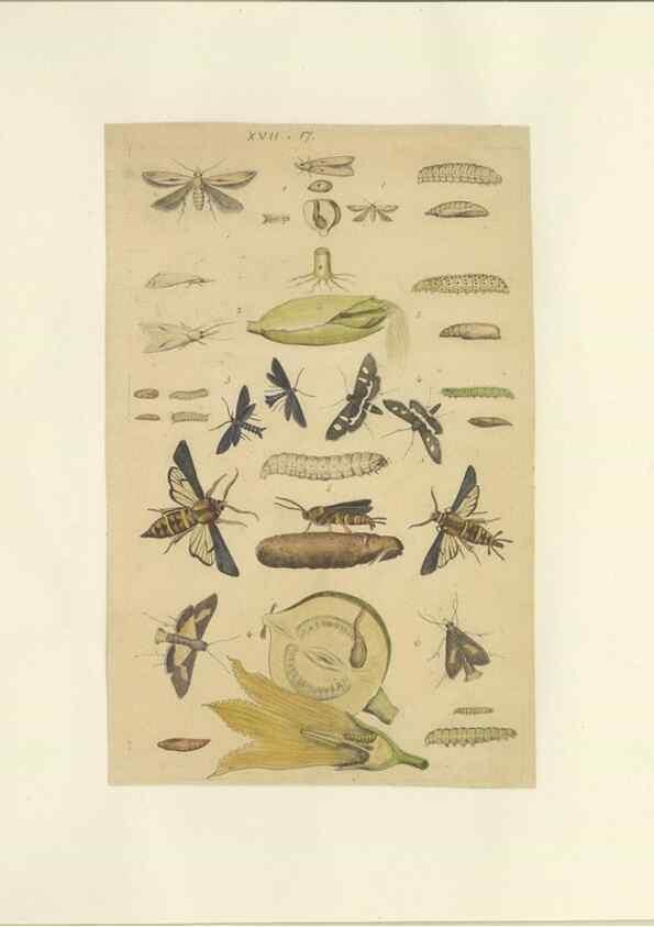Reproducción/Reproduction 46690543914: Lepidoptera : manuscript. [between 1873-1883?]. 