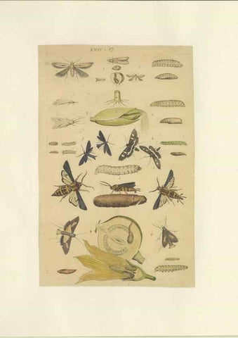 Reproducción/Reproduction 46690543914: Lepidoptera : manuscript. [between 1873-1883?]. 