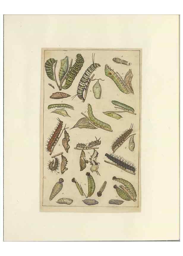 Reproducción/Reproduction 33537934608: Lepidoptera : manuscript. [between 1873-1883?]. 