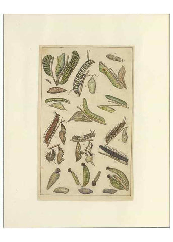 Reproducción/Reproduction 33537934608: Lepidoptera : manuscript. [between 1873-1883?]. 