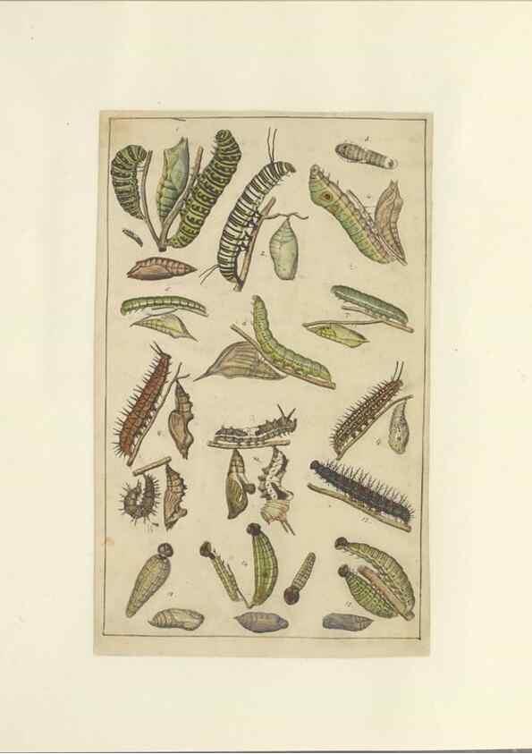 Reproducción/Reproduction 33537934608: Lepidoptera : manuscript. [between 1873-1883?]. 