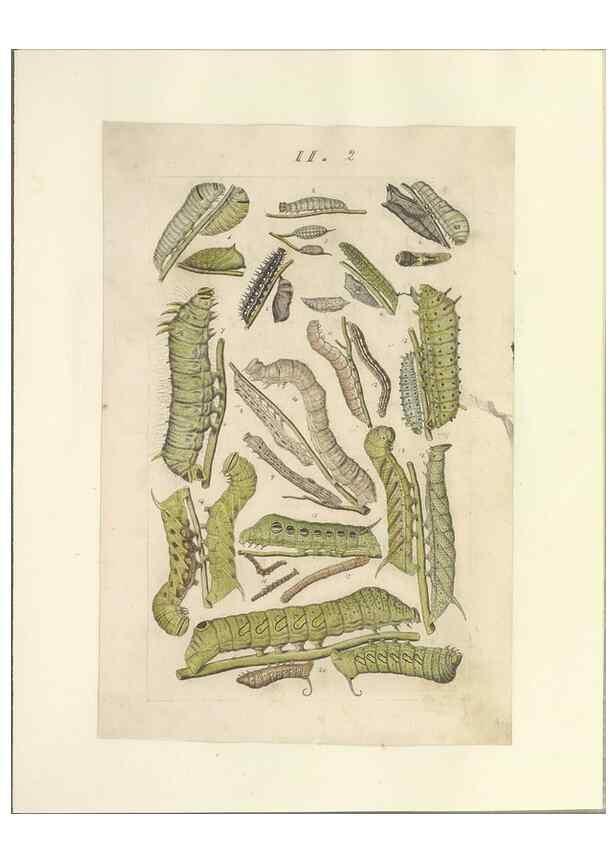 Reproducción/Reproduction 46690530954: Lepidoptera : manuscript. [between 1873-1883?]. 