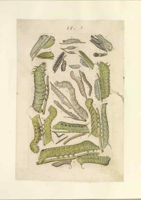 Reproducción/Reproduction 46690530954: Lepidoptera : manuscript. [between 1873-1883?]. 