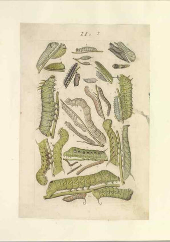 Reproducción/Reproduction 46690530954: Lepidoptera : manuscript. [between 1873-1883?]. 