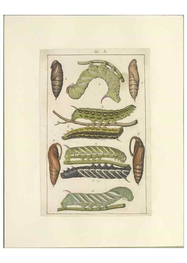 Reproducción/Reproduction 47360983712: Lepidoptera : manuscript. [between 1873-1883?]. 