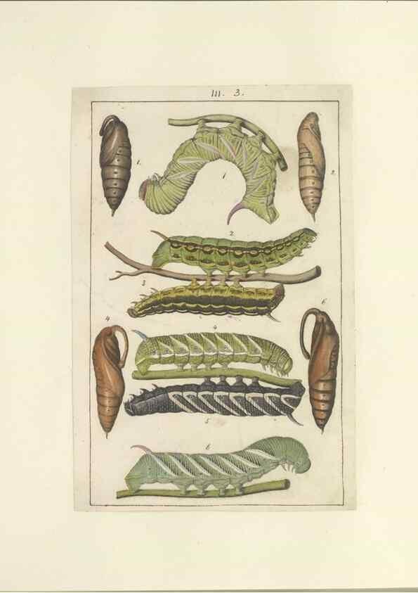 Reproducción/Reproduction 47360983712: Lepidoptera : manuscript. [between 1873-1883?]. 