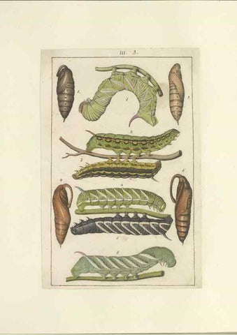 Reproducción/Reproduction 47360983712: Lepidoptera : manuscript. [between 1873-1883?]. 