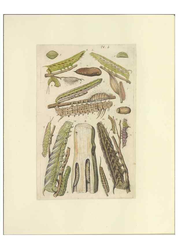 Reproducción/Reproduction 46690532374: Lepidoptera : manuscript. [between 1873-1883?]. 