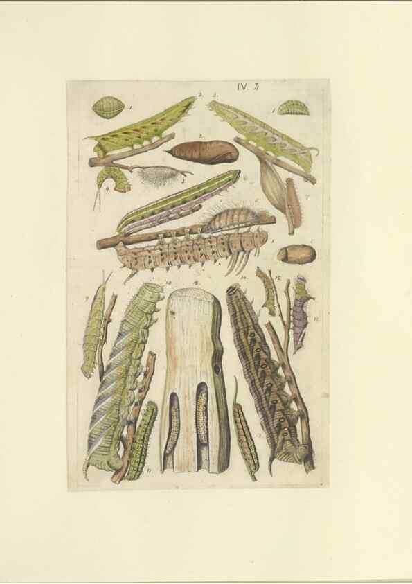 Reproducción/Reproduction 46690532374: Lepidoptera : manuscript. [between 1873-1883?]. 