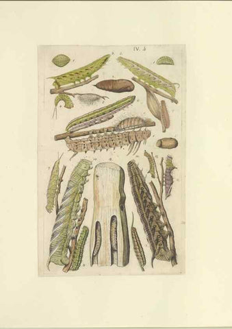 Reproducción/Reproduction 46690532374: Lepidoptera : manuscript. [between 1873-1883?]. 