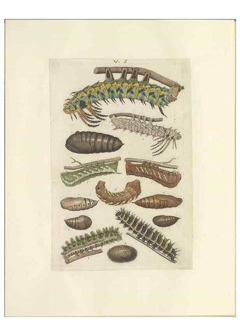 Reproducción/Reproduction 32471596897: Lepidoptera : manuscript. [between 1873-1883?]. 