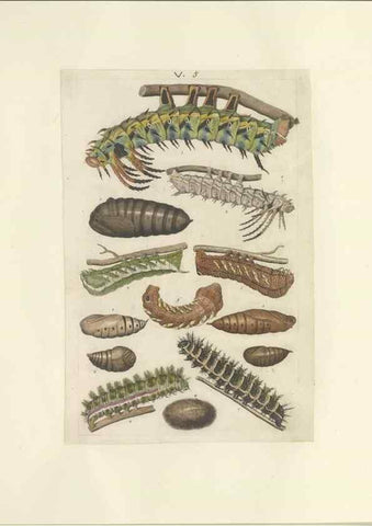 Reproducción/Reproduction 32471596897: Lepidoptera : manuscript. [between 1873-1883?]. 