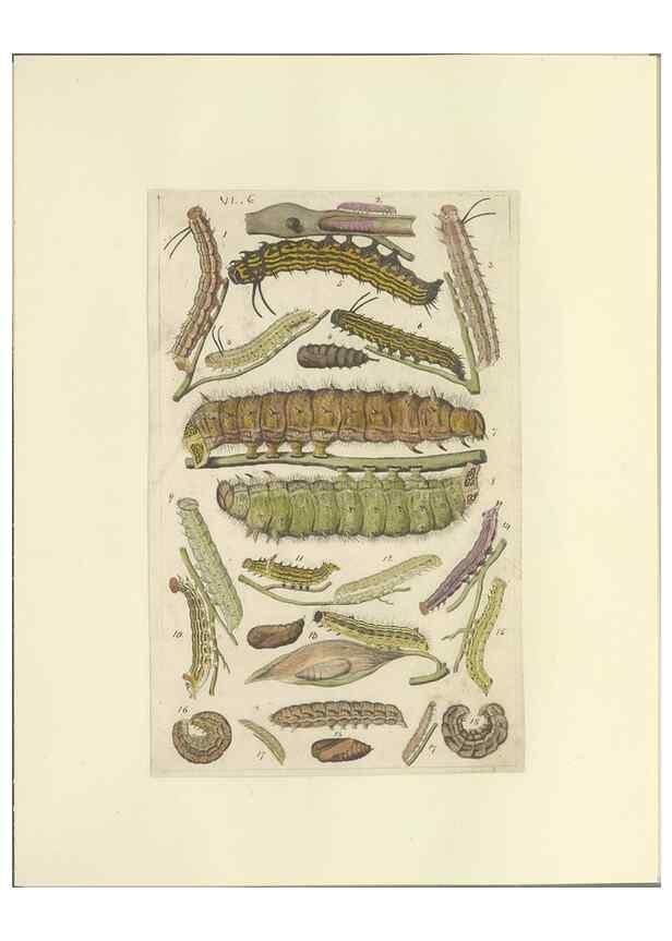 Reproducción/Reproduction 46498509845: Lepidoptera : manuscript. [between 1873-1883?]. 