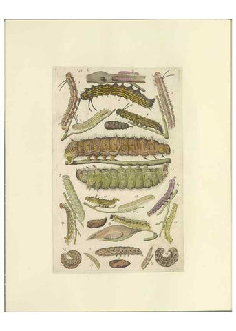 Reproducción/Reproduction 46498509845: Lepidoptera : manuscript. [between 1873-1883?]. 