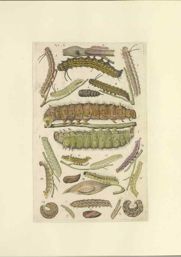 Reproducción/Reproduction 46498509845: Lepidoptera : manuscript. [between 1873-1883?]. 
