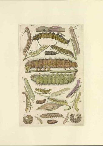 Reproducción/Reproduction 46498509845: Lepidoptera : manuscript. [between 1873-1883?]. 