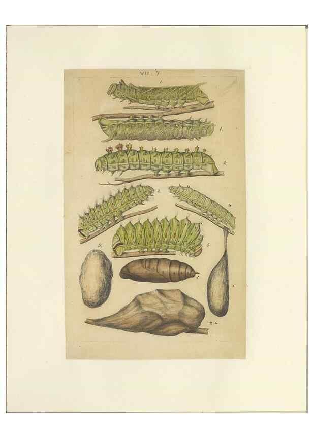 Reproducción/Reproduction 46498510685: Lepidoptera : manuscript. [between 1873-1883?]. 