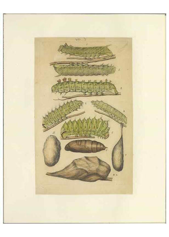 Reproducción/Reproduction 46498510685: Lepidoptera : manuscript. [between 1873-1883?]. 