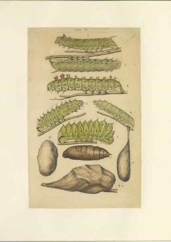 Reproducción/Reproduction 46498510685: Lepidoptera : manuscript. [between 1873-1883?]. 