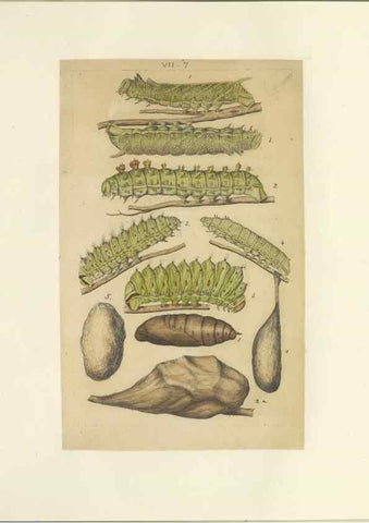 Reproducción/Reproduction 46498510685: Lepidoptera : manuscript. [between 1873-1883?]. 