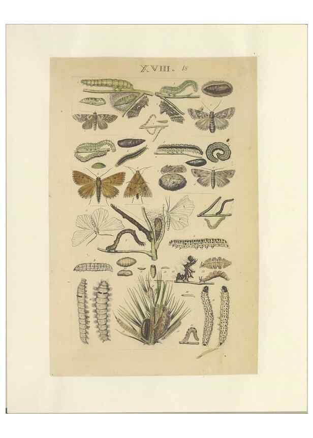 Reproducción/Reproduction 46498521125: Lepidoptera : manuscript. [between 1873-1883?]. 