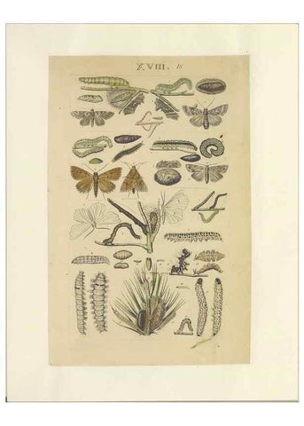 Reproducción/Reproduction 46498521125: Lepidoptera : manuscript. [between 1873-1883?]. 
