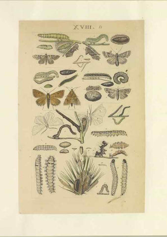 Reproducción/Reproduction 46498521125: Lepidoptera : manuscript. [between 1873-1883?]. 