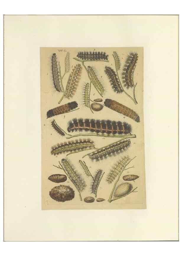 Reproducción/Reproduction 47360985392: Lepidoptera : manuscript. [between 1873-1883?]. 