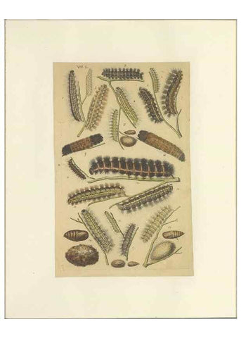 Reproducción/Reproduction 47360985392: Lepidoptera : manuscript. [between 1873-1883?]. 