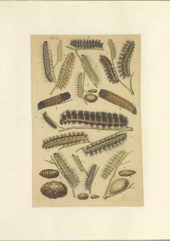 Reproducción/Reproduction 47360985392: Lepidoptera : manuscript. [between 1873-1883?]. 