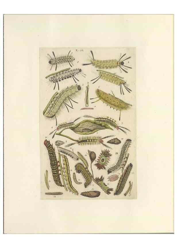 Reproducción/Reproduction 40448248713: Lepidoptera : manuscript. [between 1873-1883?]. 