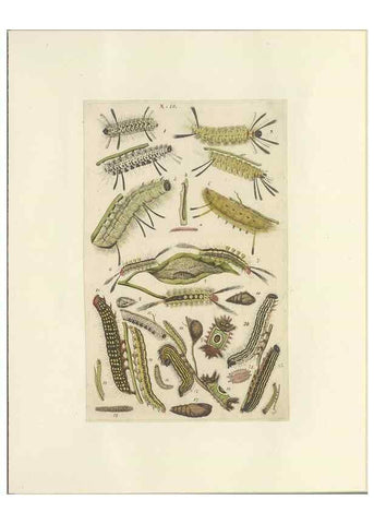 Reproducción/Reproduction 40448248713: Lepidoptera : manuscript. [between 1873-1883?]. 
