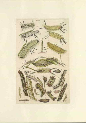 Reproducción/Reproduction 40448248713: Lepidoptera : manuscript. [between 1873-1883?]. 