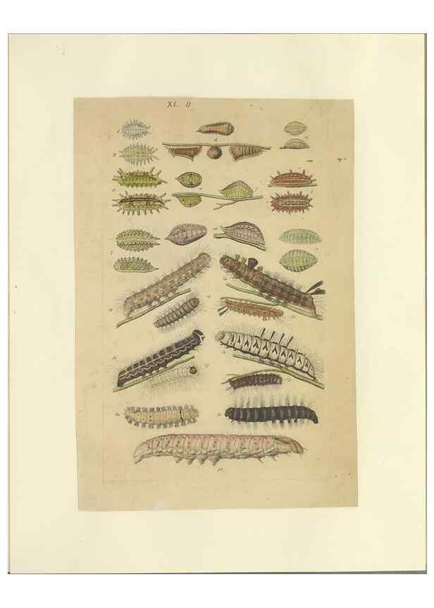 Reproducción/Reproduction 40448249353: Lepidoptera : manuscript. [between 1873-1883?]. 