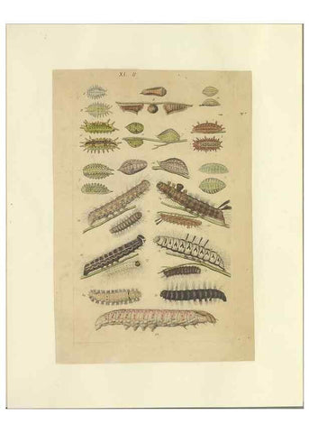 Reproducción/Reproduction 40448249353: Lepidoptera : manuscript. [between 1873-1883?]. 
