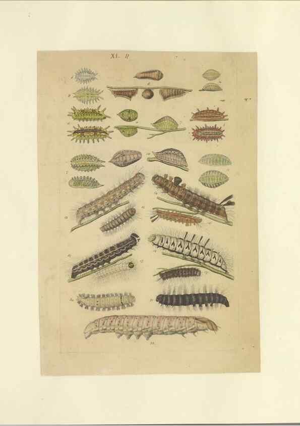 Reproducción/Reproduction 40448249353: Lepidoptera : manuscript. [between 1873-1883?]. 