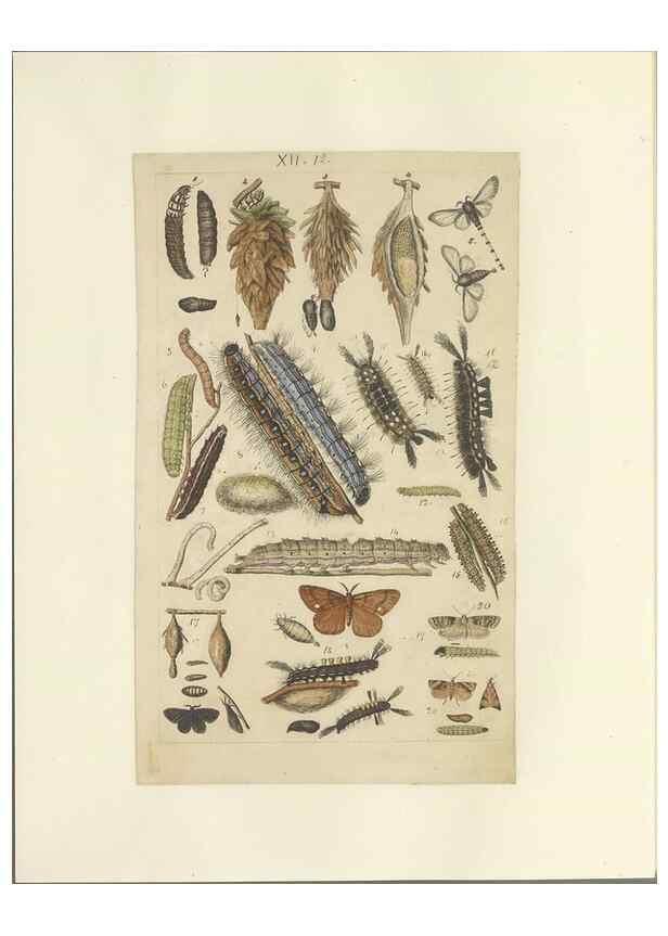 Reproducción/Reproduction 40448249963: Lepidoptera : manuscript. [between 1873-1883?]. 