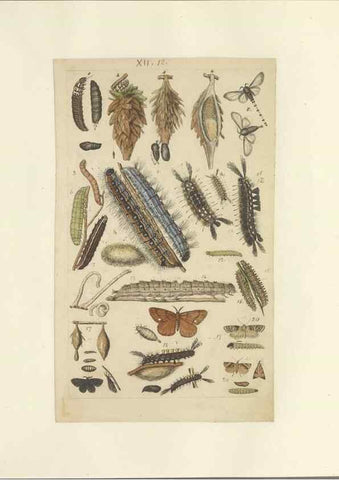 Reproducción/Reproduction 40448249963: Lepidoptera : manuscript. [between 1873-1883?]. 