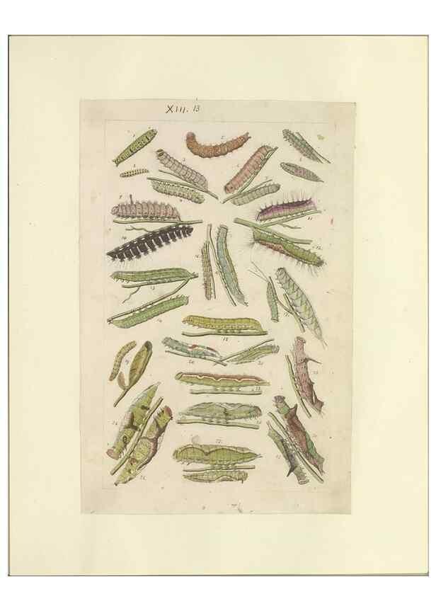 Reproducción/Reproduction 47360988302: Lepidoptera : manuscript. [between 1873-1883?]. 