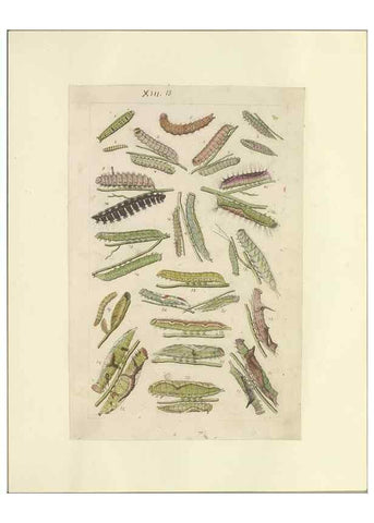 Reproducción/Reproduction 47360988302: Lepidoptera : manuscript. [between 1873-1883?]. 