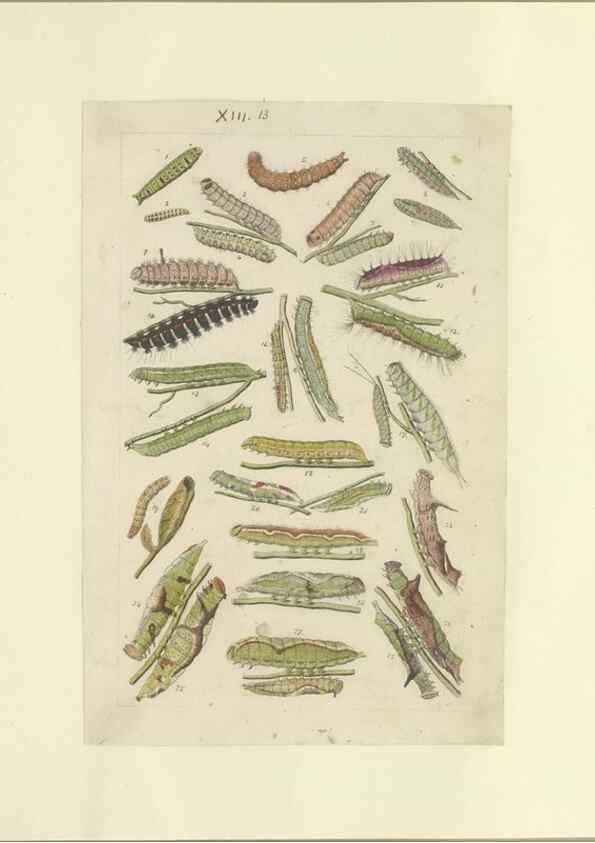 Reproducción/Reproduction 47360988302: Lepidoptera : manuscript. [between 1873-1883?]. 