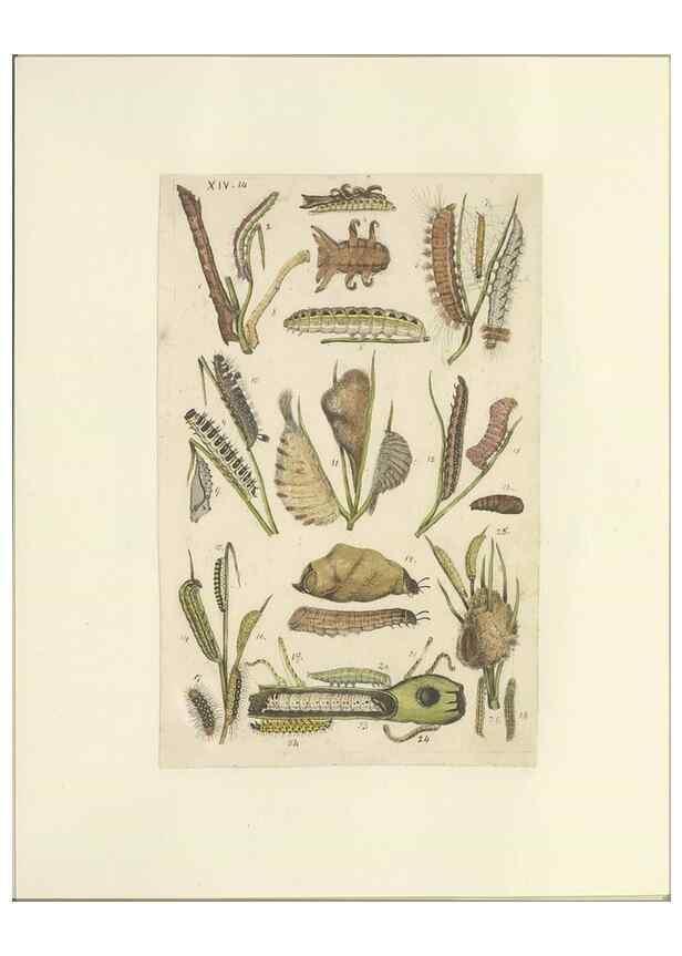 Reproducción/Reproduction 47413640791: Lepidoptera : manuscript. [between 1873-1883?]. 