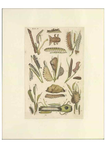 Reproducción/Reproduction 47413640791: Lepidoptera : manuscript. [between 1873-1883?]. 