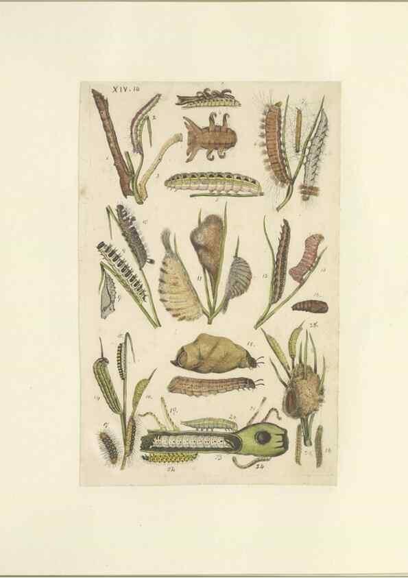 Reproducción/Reproduction 47413640791: Lepidoptera : manuscript. [between 1873-1883?]. 