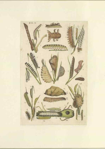 Reproducción/Reproduction 47413640791: Lepidoptera : manuscript. [between 1873-1883?]. 
