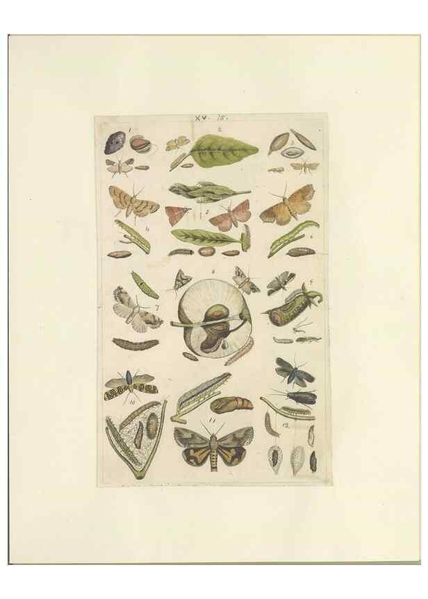Reproducción/Reproduction 32471606567: Lepidoptera : manuscript. [between 1873-1883?]. 