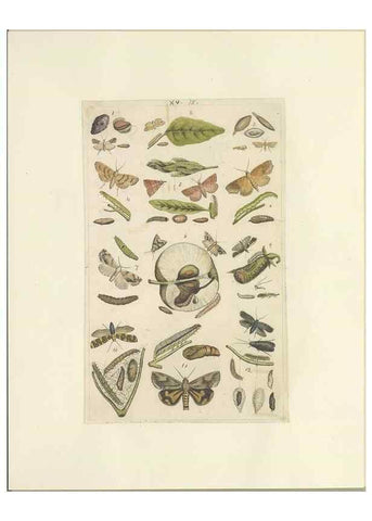 Reproducción/Reproduction 32471606567: Lepidoptera : manuscript. [between 1873-1883?]. 