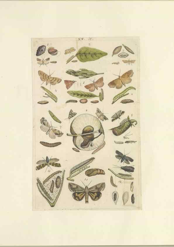 Reproducción/Reproduction 32471606567: Lepidoptera : manuscript. [between 1873-1883?]. 